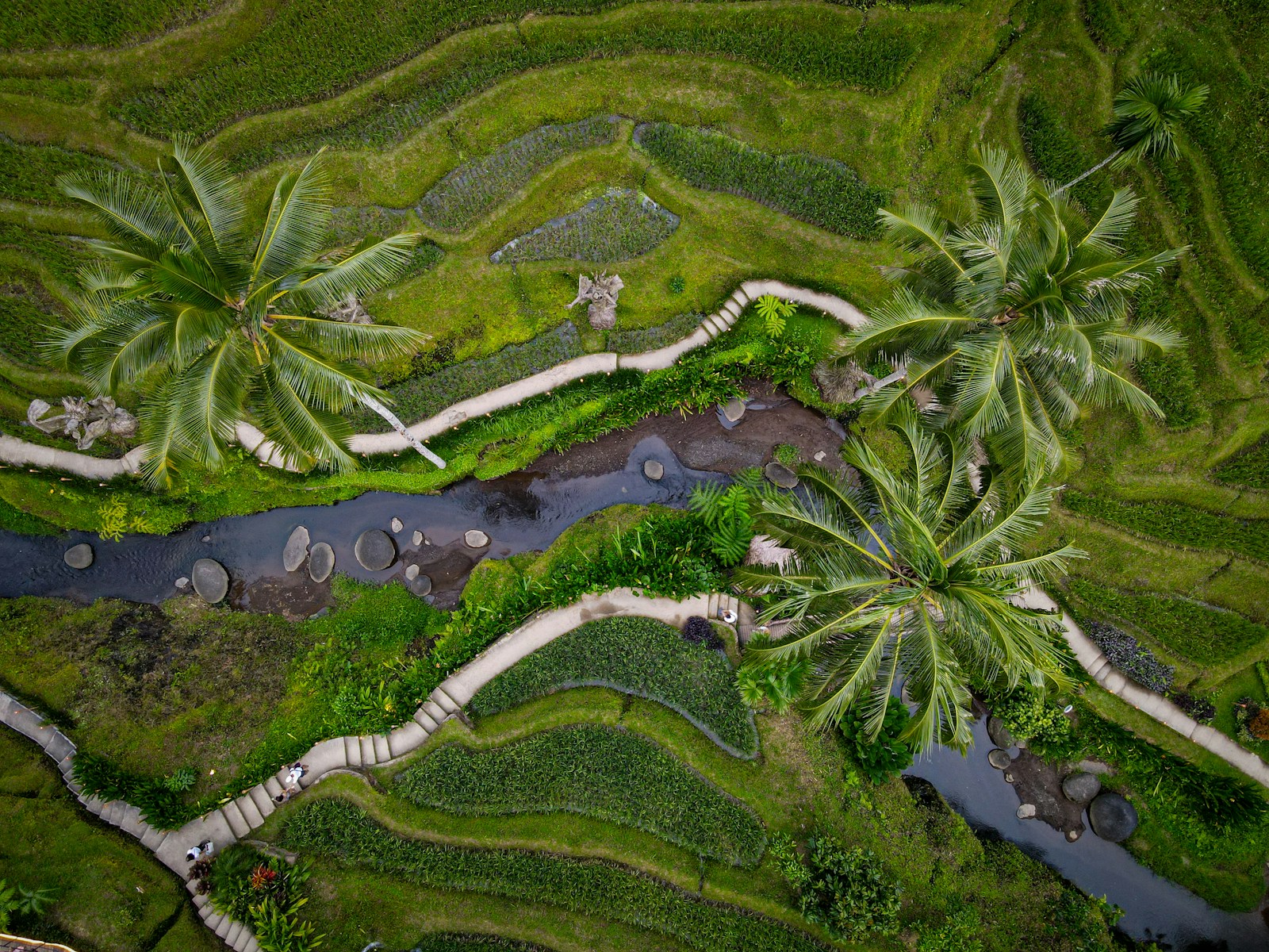 Ubud Rice Terraces trip view
